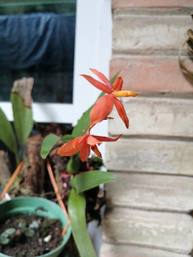 Prosthechea vitellina 3