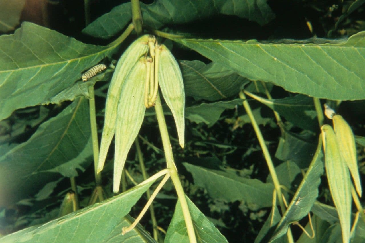 Asclepiade incarnata