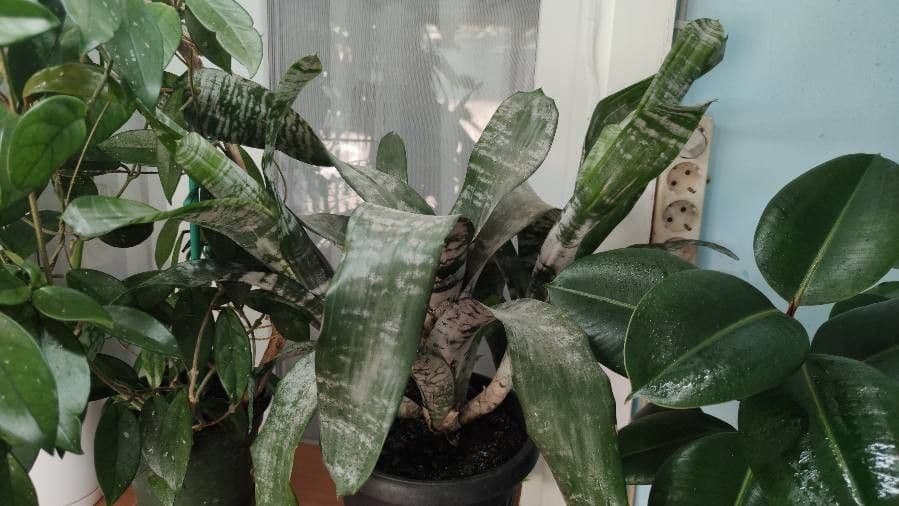 Aechmea 13