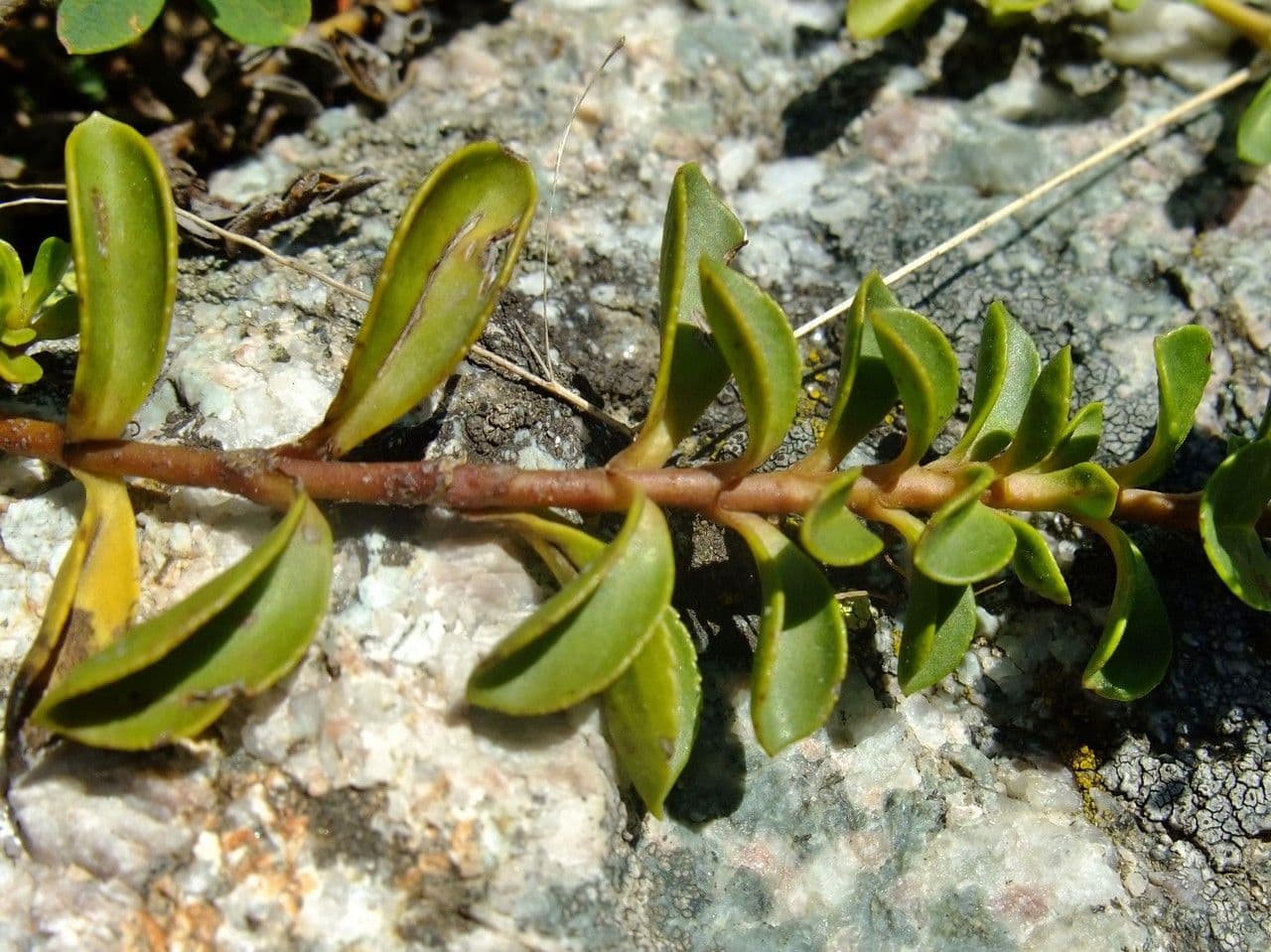 Veronica allionii 17