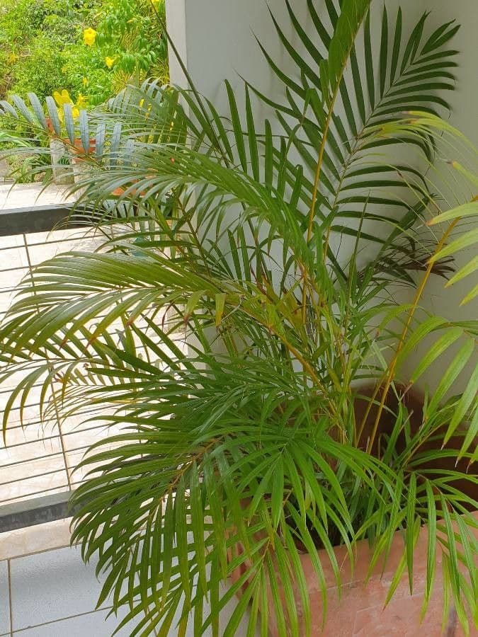 Areca dorée 9