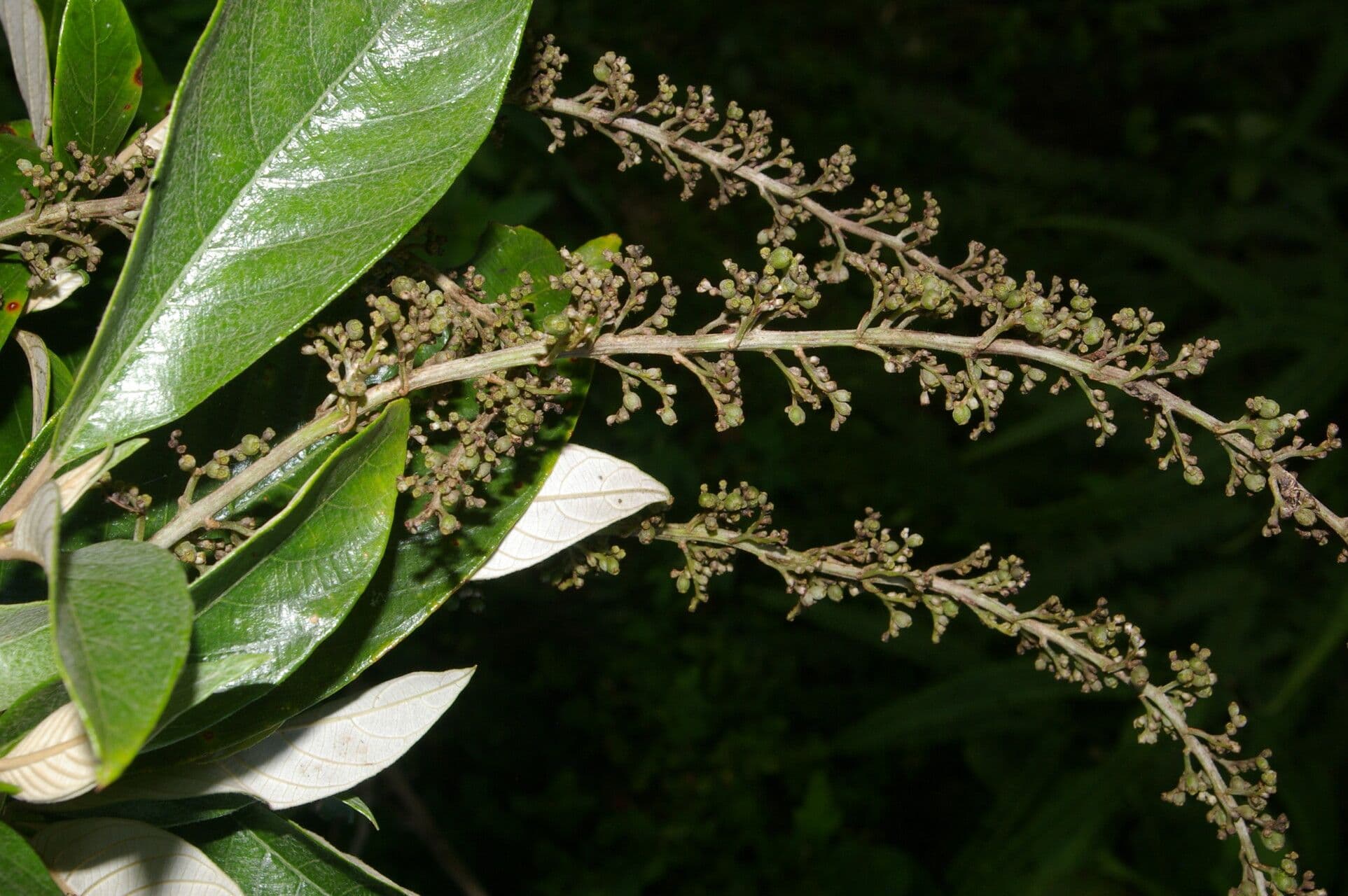 Arachnothryx buddlejovitý 3