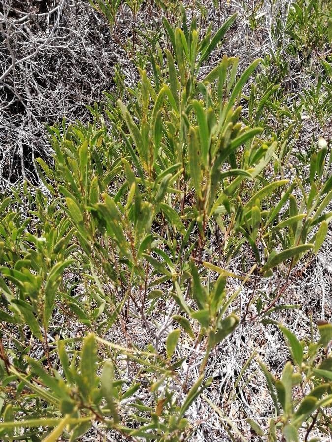 Acacia ligulata 11