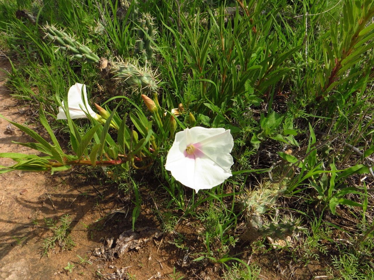 Ipomoea 6