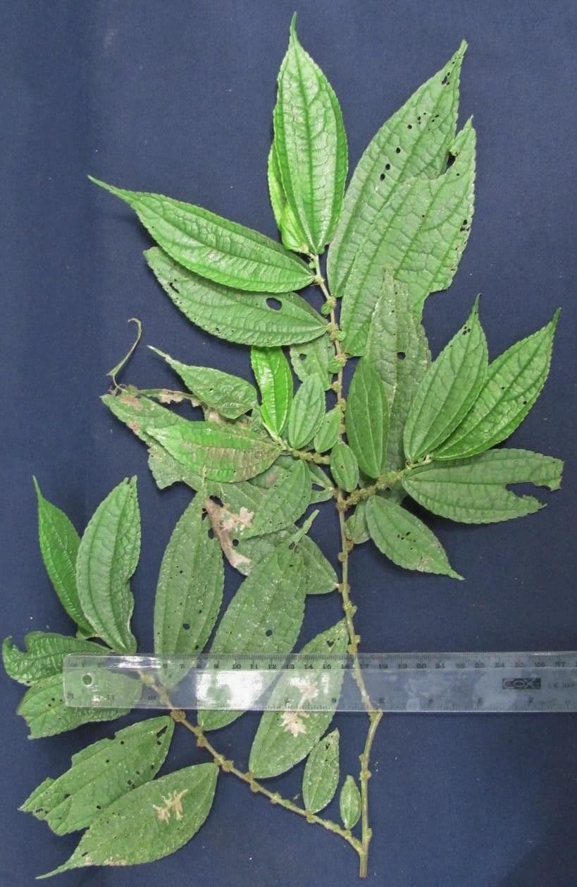 Boehmeria à feuilles d'orme 10