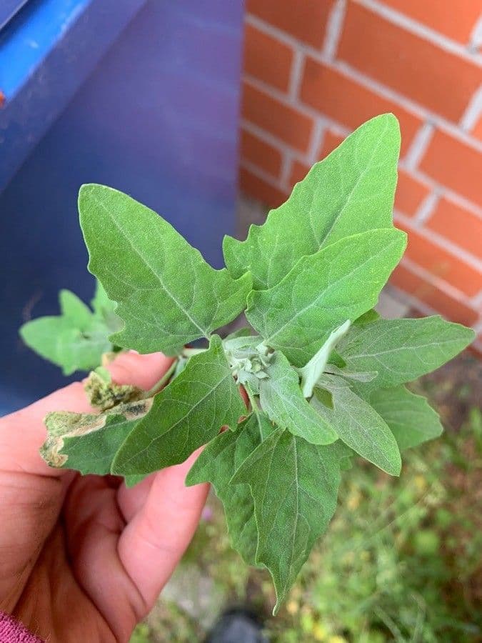 Quinoa 19