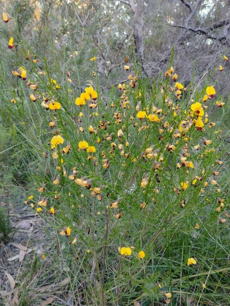 Bossiaea 6