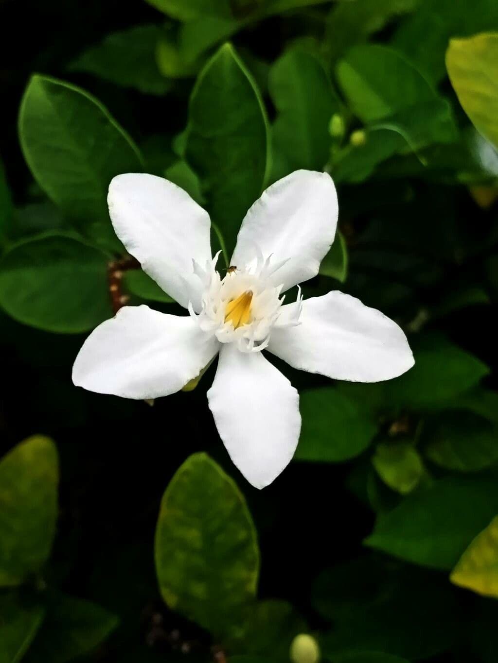 Wrightia