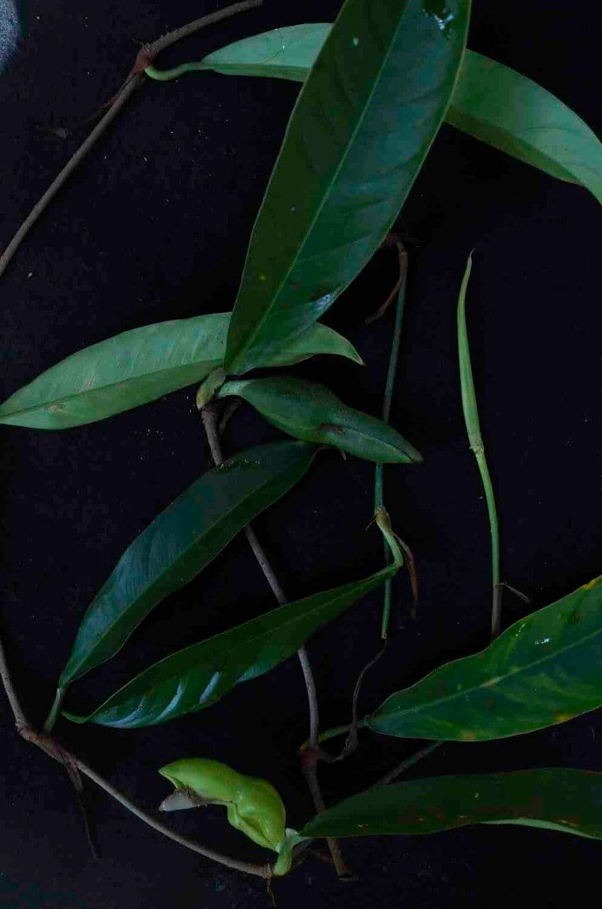 Filodendron 10
