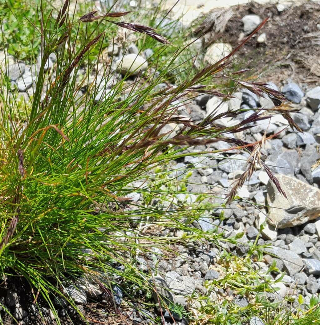 Festuca rossa 9