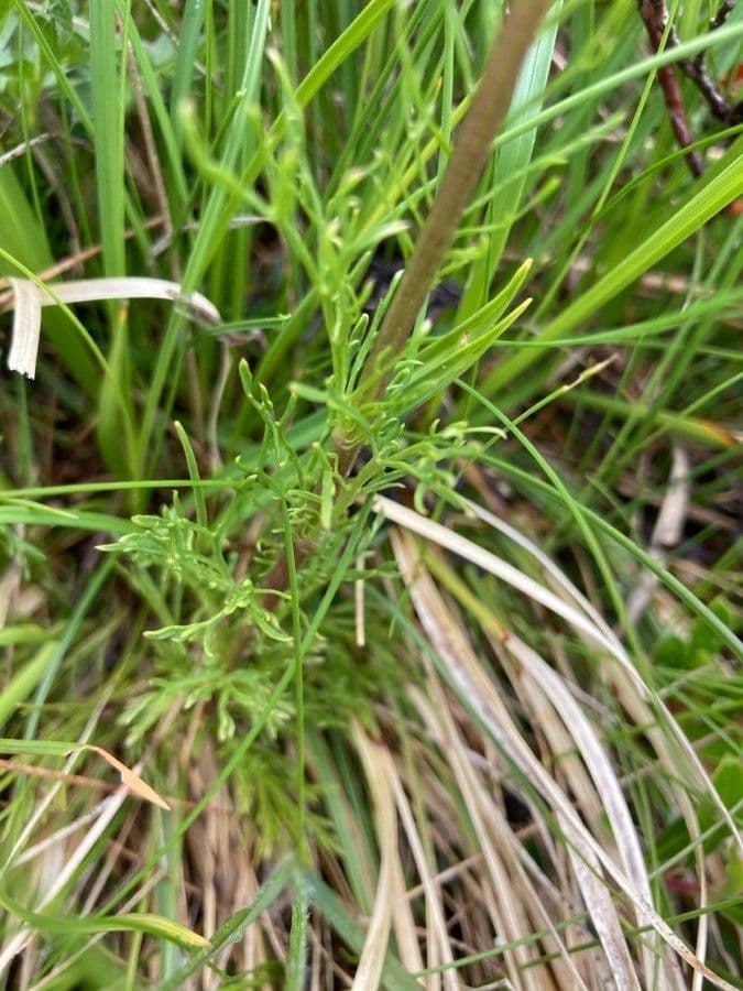 Jacobaea 12
