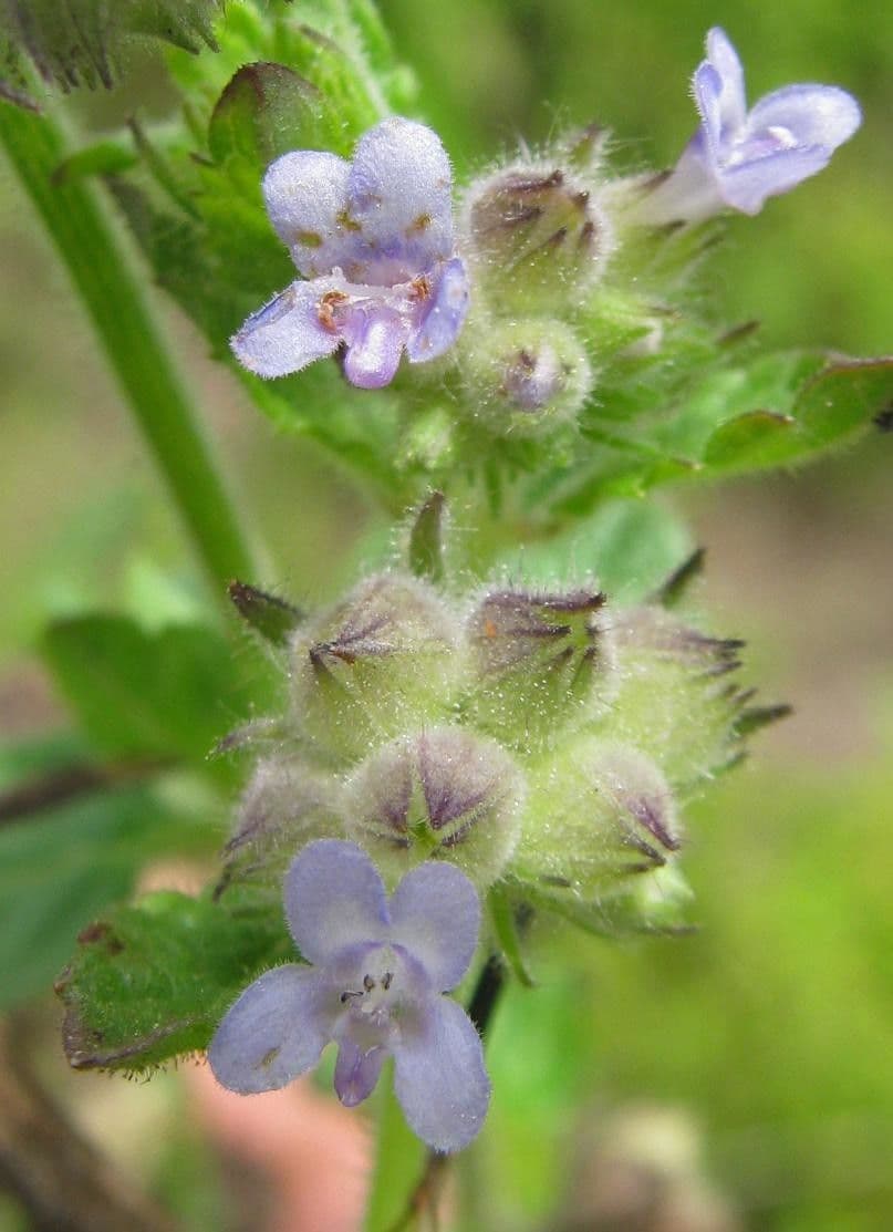 Marsypianthes 5