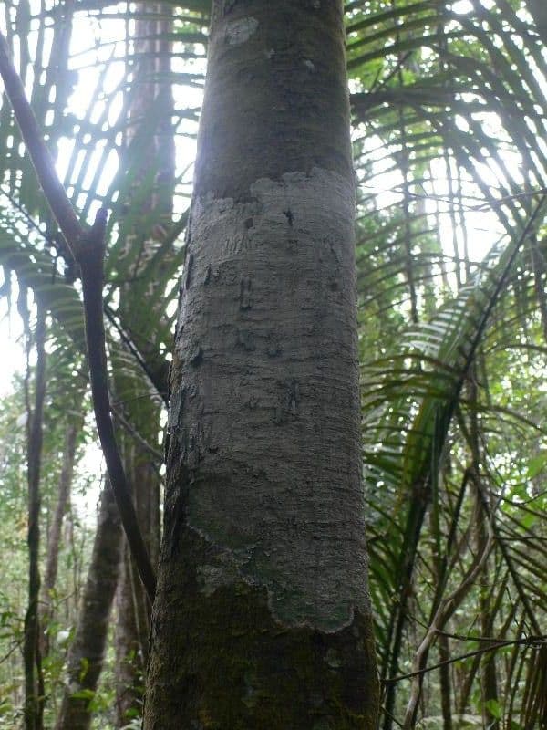 Guatteria