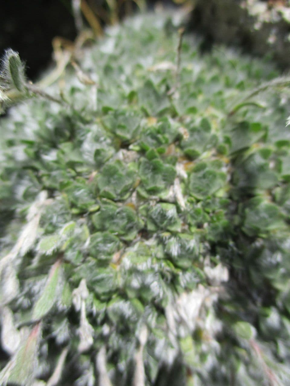 Eritrichium nanum 13