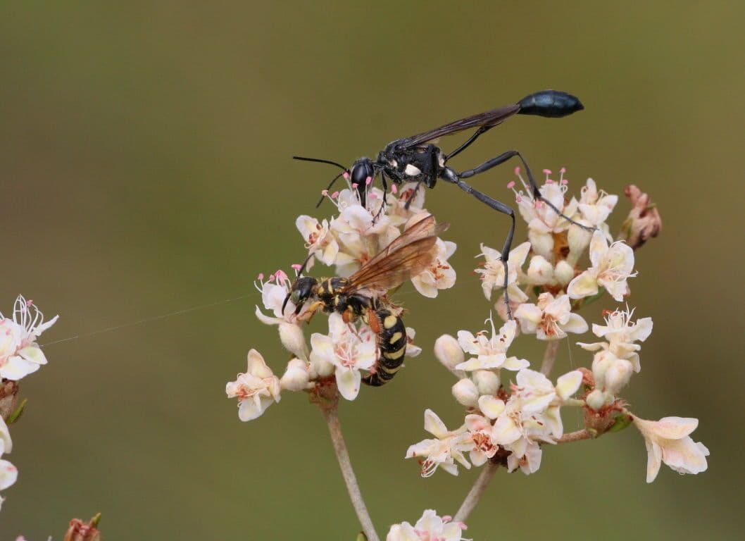 Eriogonum 4