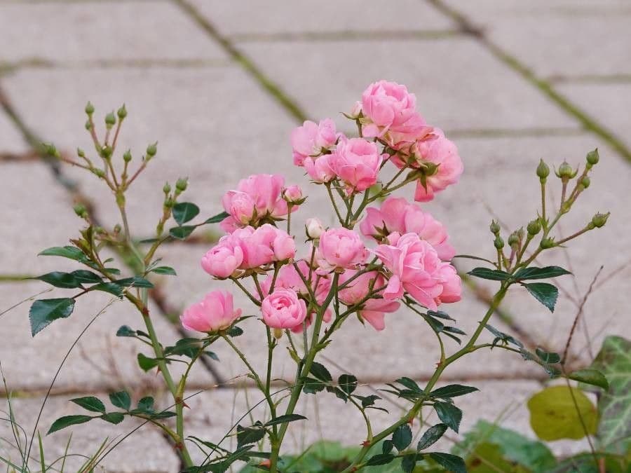 Tannenrose 9