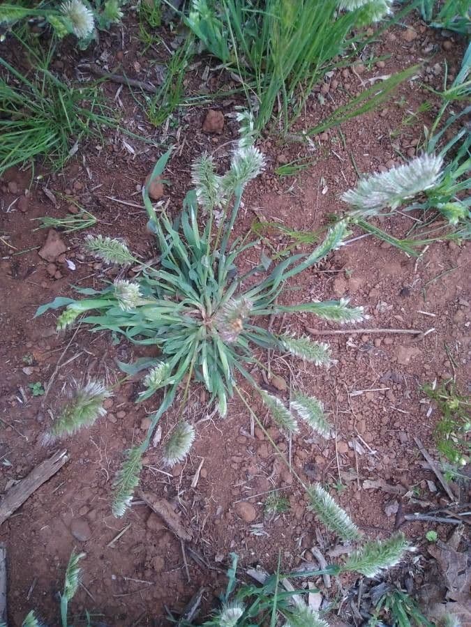 Lamarckia dorata 13