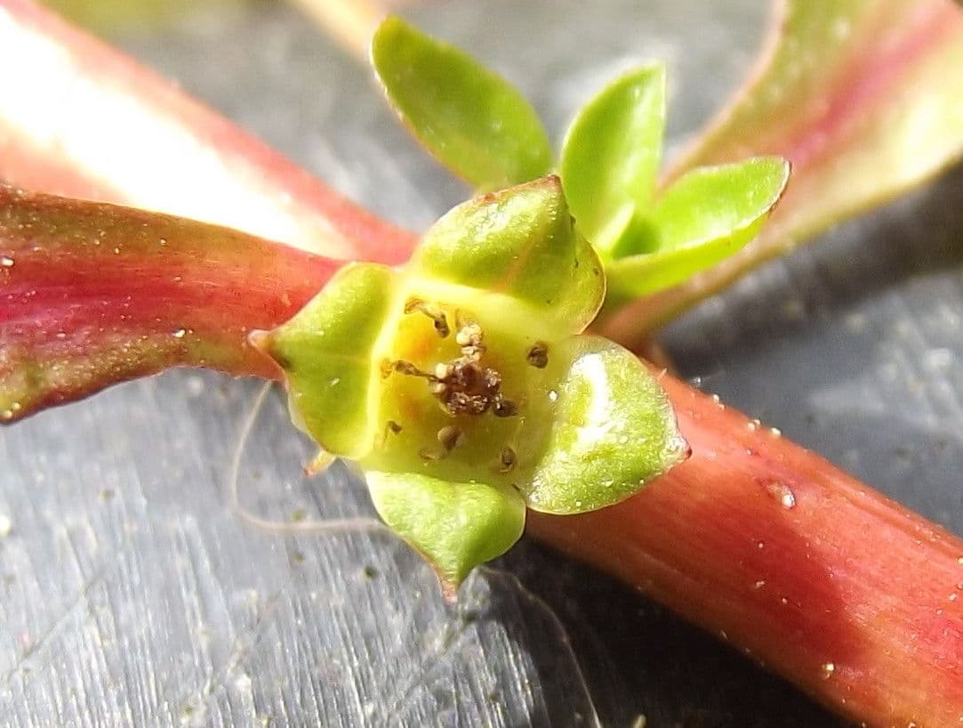 Isnardia 4