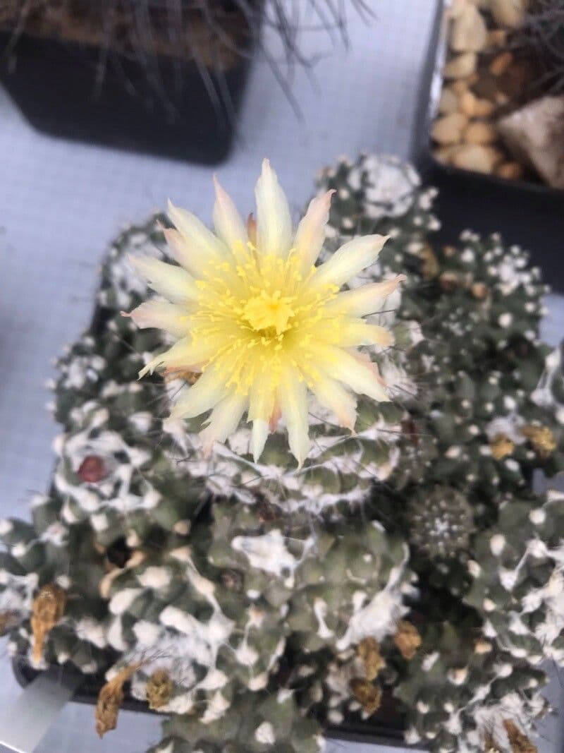 Copiapoa 3