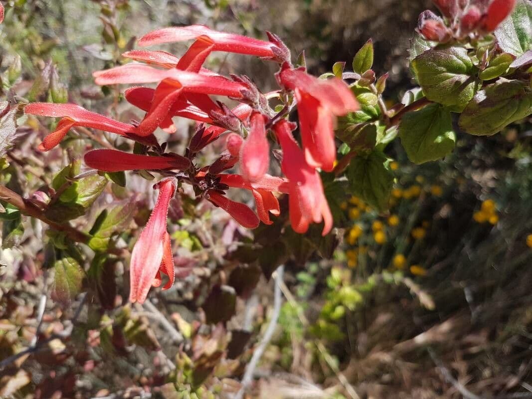 Keckiella cordifolia 8