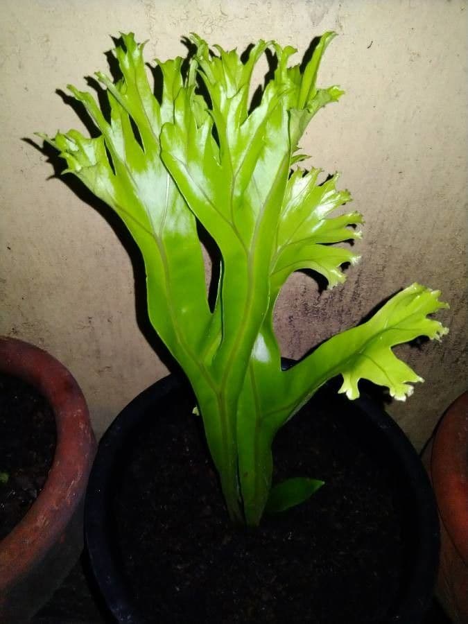 Microsorum puncté 10