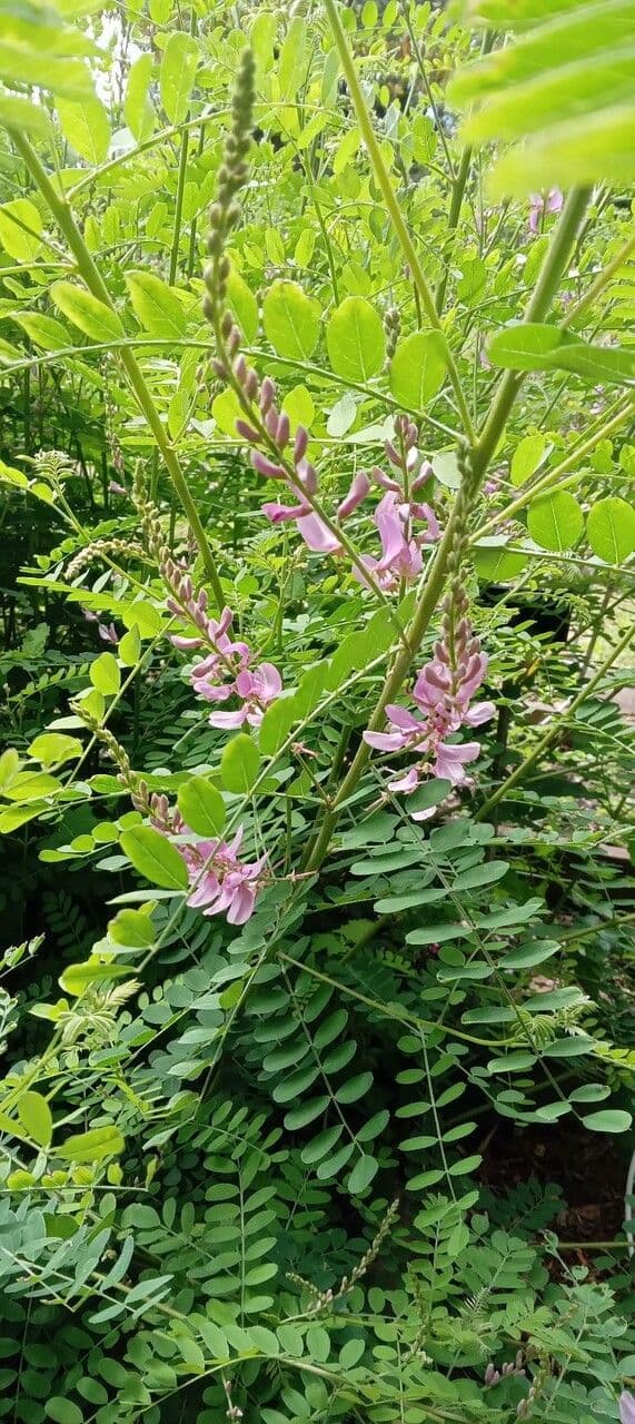 Desmodium canadese 13