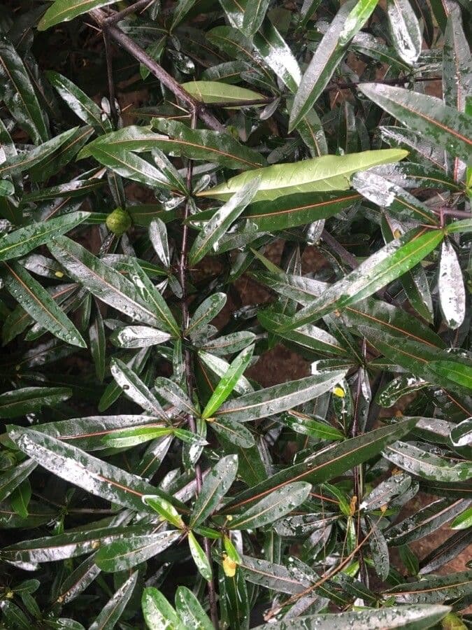 Barleria a cono di luppolo 14