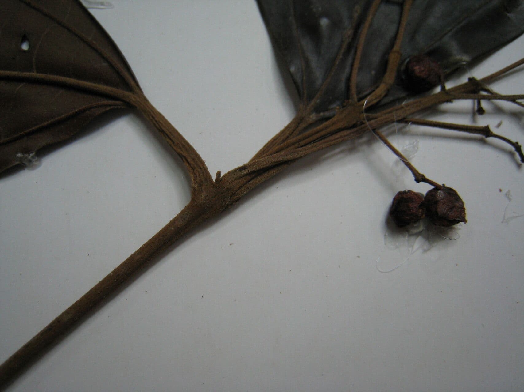 Miconia 5