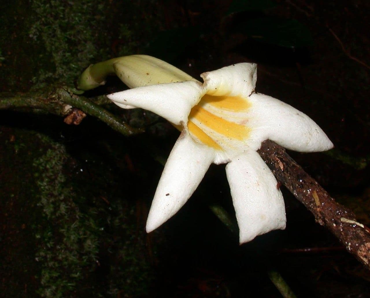 Anemopaegma 7