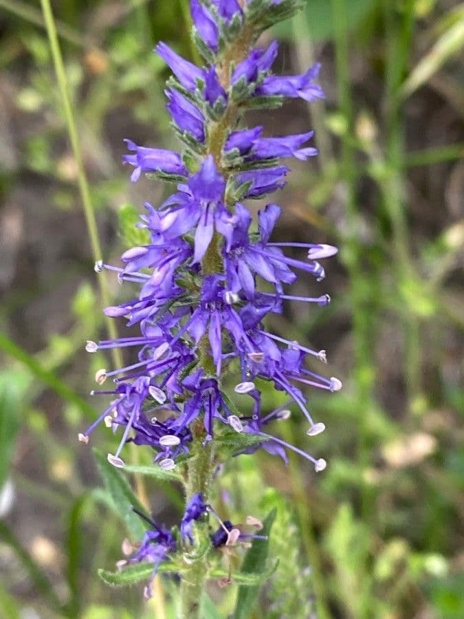 Veronica spigata 6