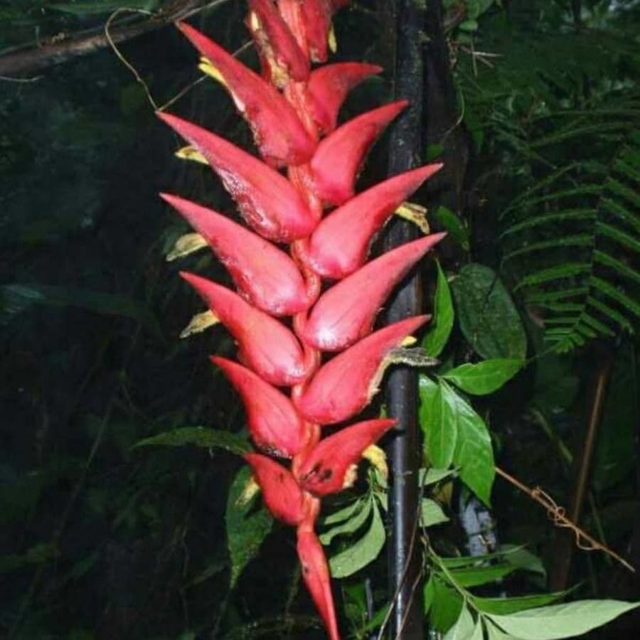 Helikonia brodata 9