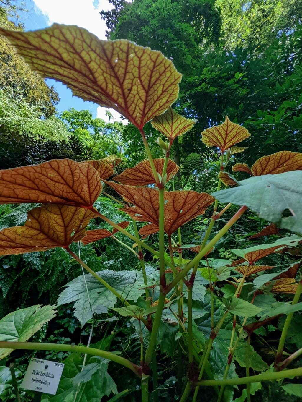 Begonia 13