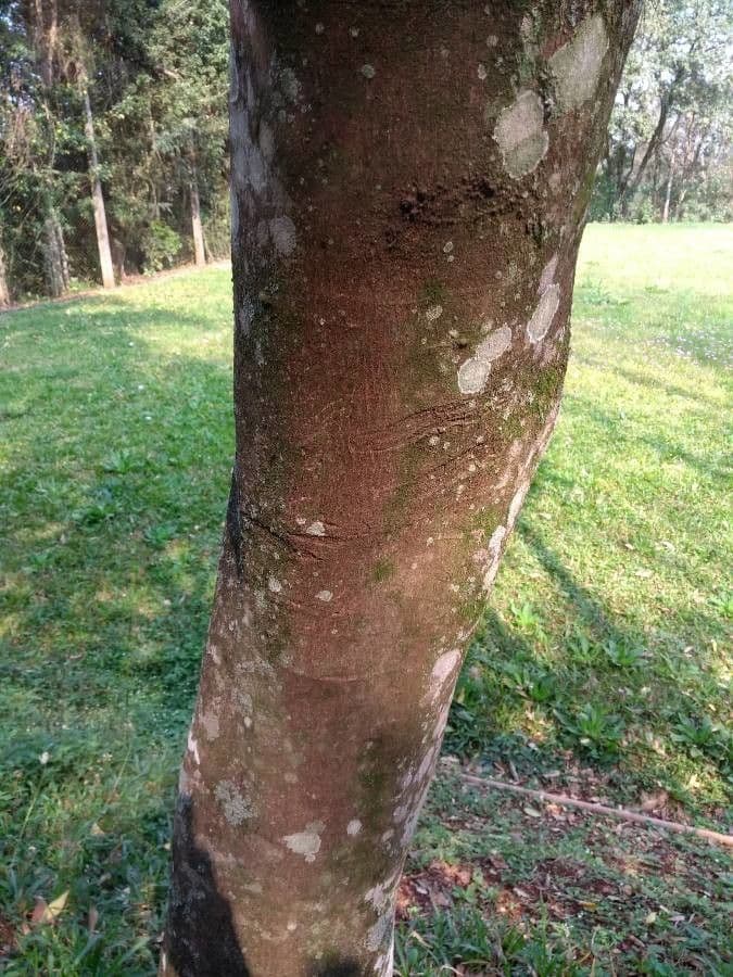 Kombretum 18