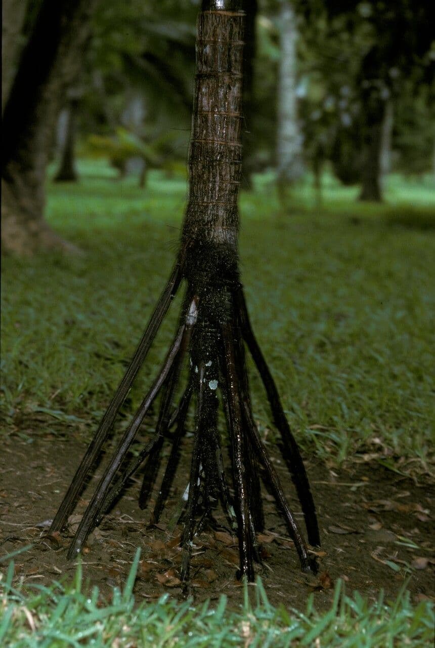 Verschaffeltia 3