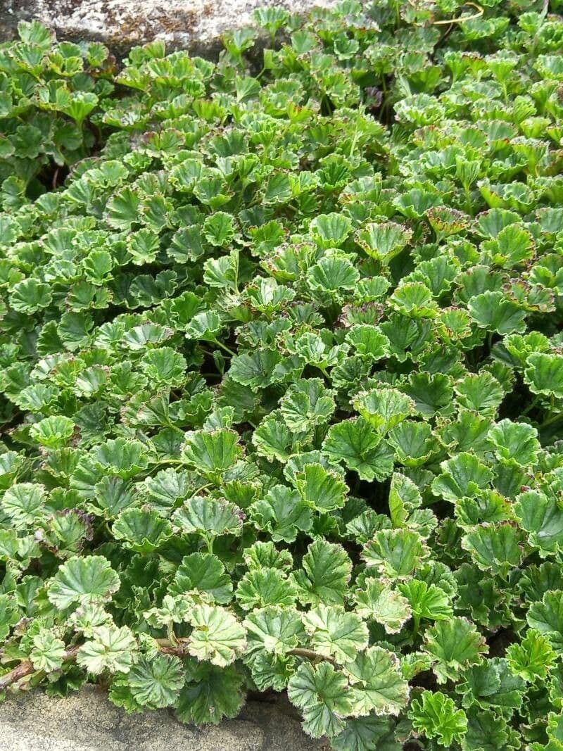 Magellan-Gunnera 7