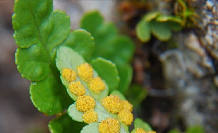 Polypodium occidentale 3