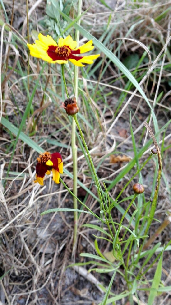 Färber-Mädchenauge 15