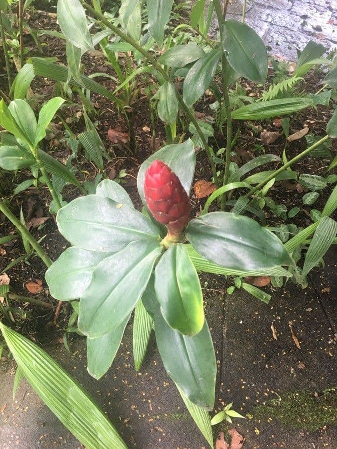 Costus spiralé 4