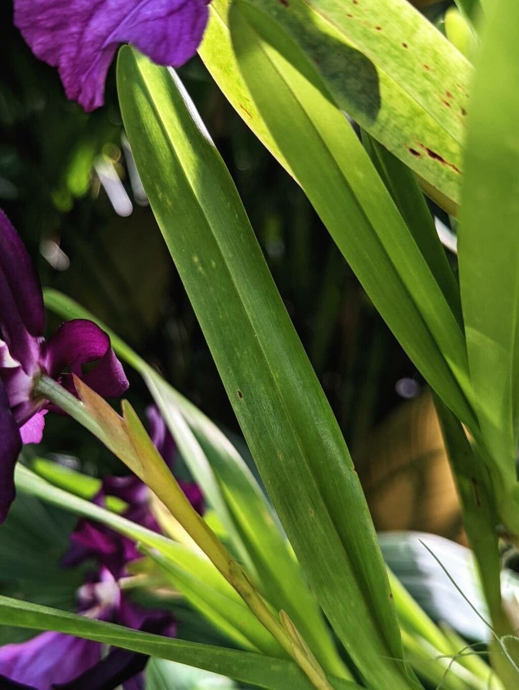 Miltonia 8