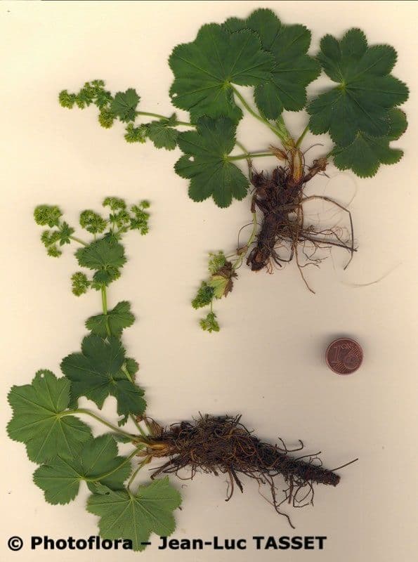 Alchemilla