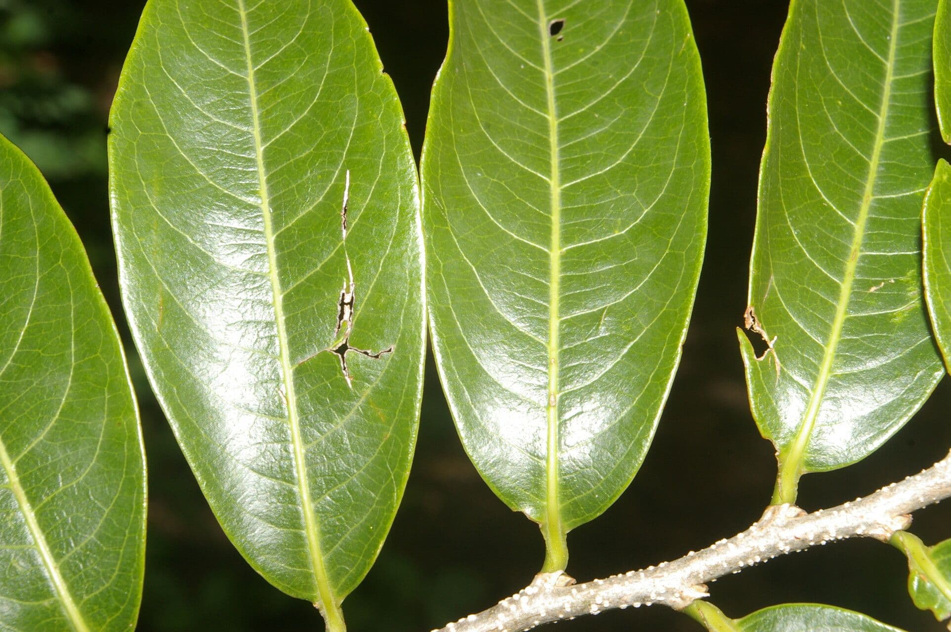 Margaritaria nobilis 9
