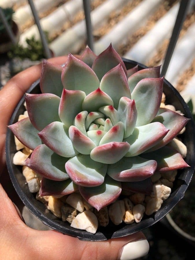 Echeveria 12