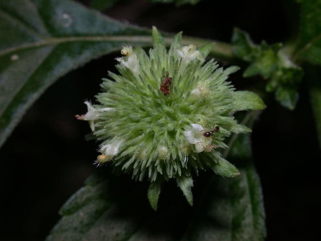 Hyptis capitata 4