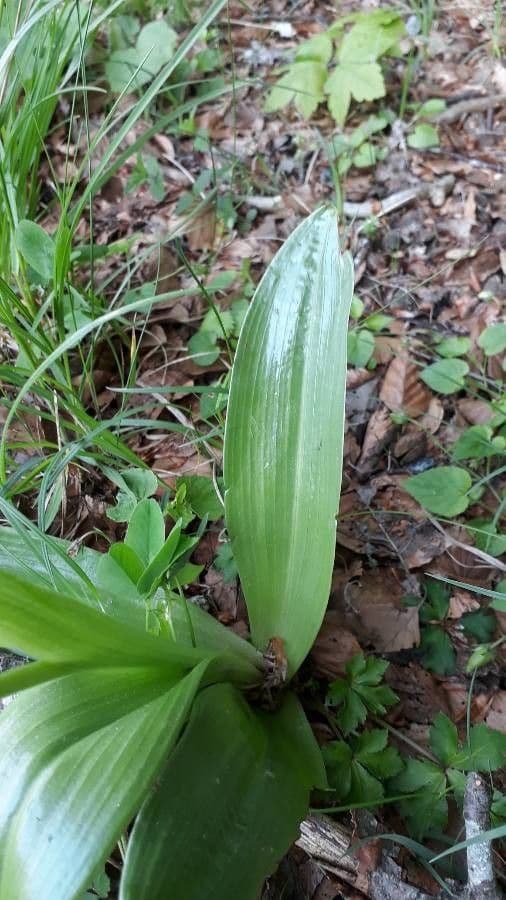 Orchide maggiore 18