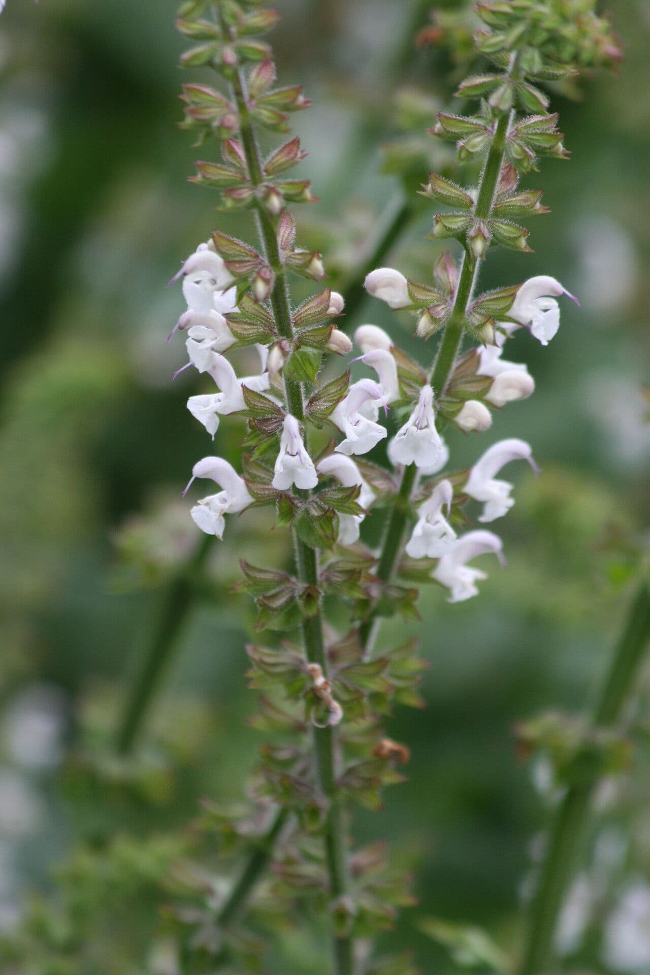 Salvia staminea 2