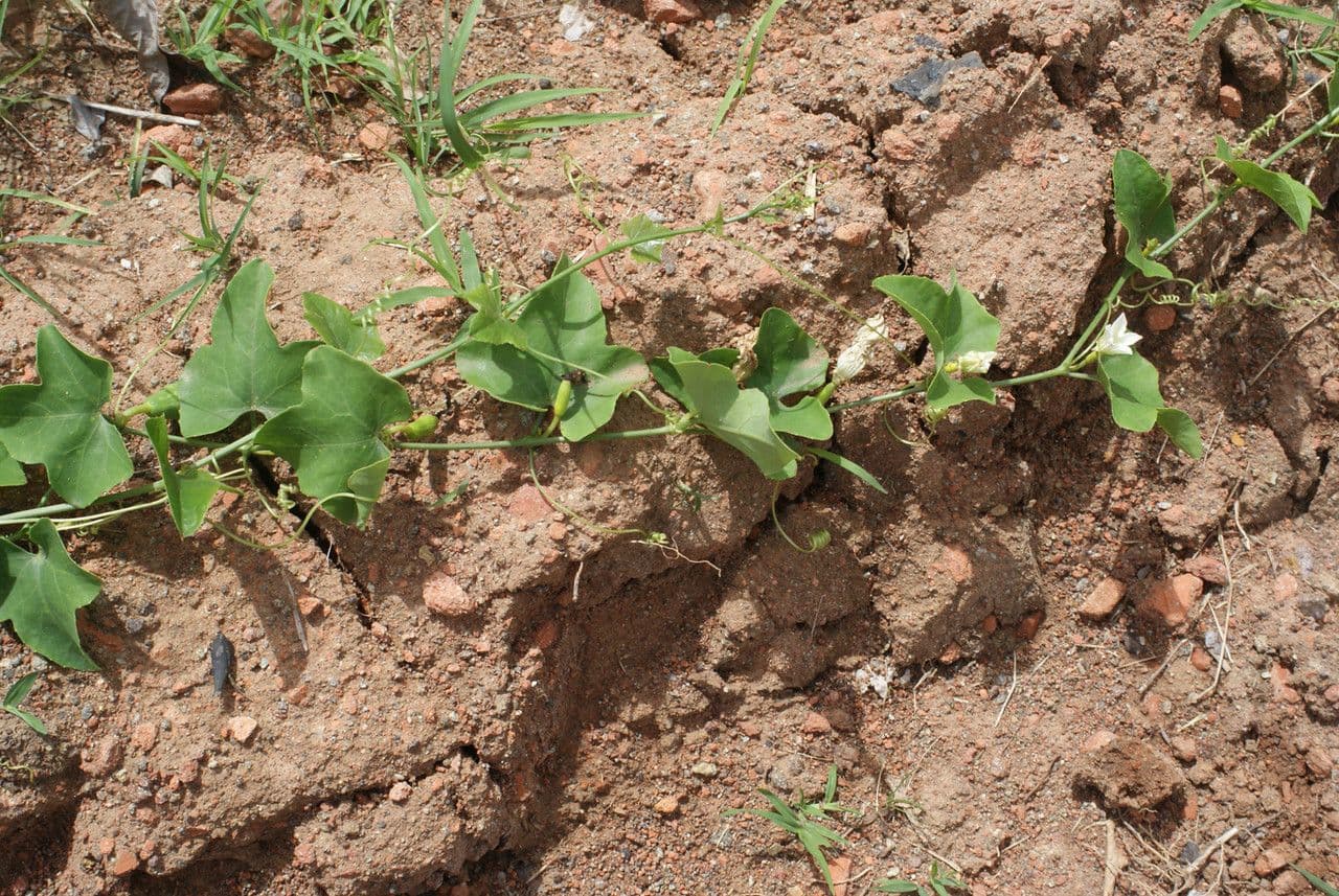 Melón escarlata 14