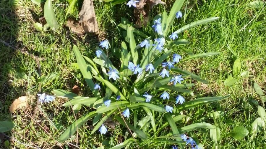 Scilla siberica 16