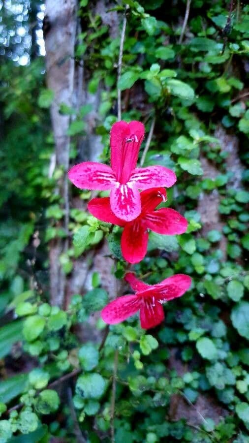 Asteranthera 5