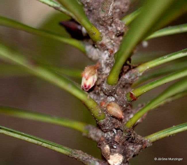 Planchonella 5