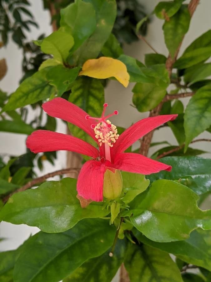 Hibiskus 3
